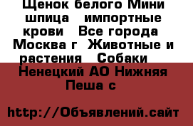 Щенок белого Мини шпица , импортные крови - Все города, Москва г. Животные и растения » Собаки   . Ненецкий АО,Нижняя Пеша с.